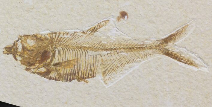 Diplomystus Fossil Fish - Wyoming #41129